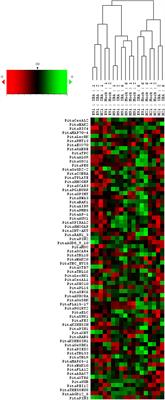 Expression Levels of Genes Encoding Proteins Involved in the Cell Wall–Plasma Membrane–Cytoskeleton Continuum Are Associated With the Maturation-Related Adventitious Rooting Competence of Pine Stem Cuttings